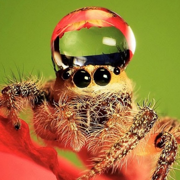 docscuttlebutt